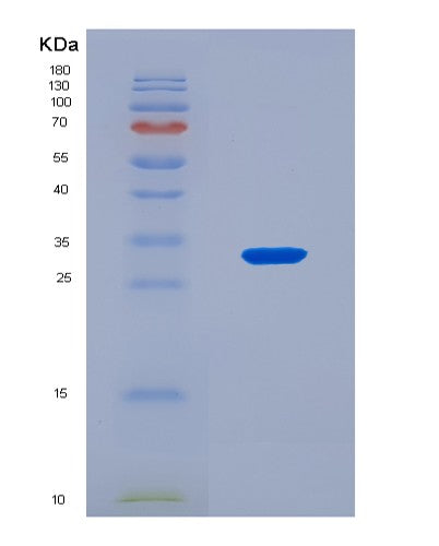 SDS-PAGE analysis of Mouse Ltb (Lymphotoxin-Beta) - Recombinant Protein, CAT# BLT-08799P showing >90% purity under 15% SDS-PAGE (Reduced)