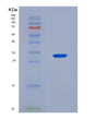 SDS-PAGE analysis of Mouse Ltb (Lymphotoxin-Beta) - Recombinant Protein, CAT# BLT-08799P showing >90% purity under 15% SDS-PAGE (Reduced)