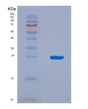 SDS-PAGE analysis of Human LTB (Lymphotoxin-Beta) - Recombinant Protein, CAT# BLT-08803P showing >90% purity under 15% SDS-PAGE (Reduced)