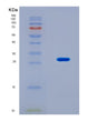 SDS-PAGE analysis of Human MBD1 (Methyl-Cpg-Binding Domain Protein 1) - Recombinant Protein, CAT# BLT-08804P showing >90% purity under 15% SDS-PAGE (Reduced)