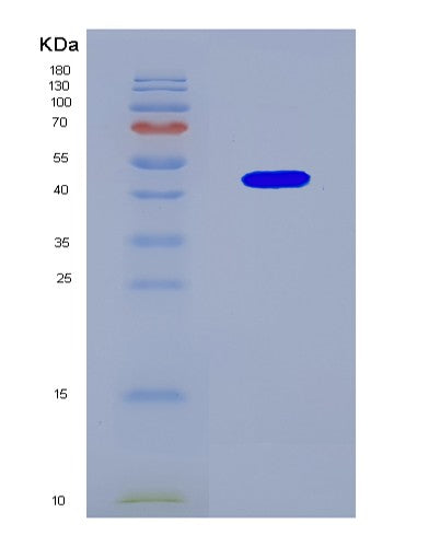 SDS-PAGE analysis of Mouse Acat1 (Acetyl-Coa Acetyltransferase, Mitochondrial) - Recombinant Protein, CAT# BLT-08805P showing >90% purity under 15% SDS-PAGE (Reduced)
