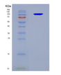 SDS-PAGE analysis of Human SEMA3A (Semaphorin-3A) - Recombinant Protein, CAT# BLT-08808P showing >90% purity under 15% SDS-PAGE (Reduced)