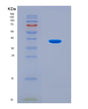SDS-PAGE analysis of Human CTSL (Procathepsin L) - Recombinant Protein, CAT# BLT-08811P showing >90% purity under 15% SDS-PAGE (Reduced)