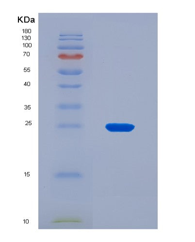 SDS-PAGE analysis of Human IL32 (Interleukin-32) - Recombinant Protein, CAT# BLT-08813P showing >90% purity under 15% SDS-PAGE (Reduced)