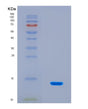 SDS-PAGE analysis of Human ANO6 (Anoctamin-6) - Recombinant Protein, CAT# BLT-08814P showing >90% purity under 15% SDS-PAGE (Reduced)