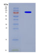 SDS-PAGE analysis of Human GBP5 (Guanylate-Binding Protein 5) - Recombinant Protein, CAT# BLT-08818P showing >90% purity under 15% SDS-PAGE (Reduced)