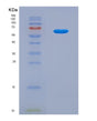 SDS-PAGE analysis of Human STAT3 (Signal Transducer And Activator Of Transcription 3) - Recombinant Protein, CAT# BLT-08820P showing >95% purity under 15% SDS-PAGE (Reduced)