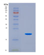 SDS-PAGE analysis of Mouse Sugp2 (Surp And G-Patch Domain-Containing Protein 2) - Recombinant Protein, CAT# BLT-08822P showing >95% purity under 15% SDS-PAGE (Reduced)