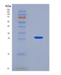 SDS-PAGE analysis of Human TIMP3 (Metalloproteinase Inhibitor 3) - Recombinant Protein, CAT# BLT-08829P showing >90% purity under 15% SDS-PAGE (Reduced)