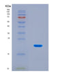 SDS-PAGE analysis of Human MTOR (Serine/Threonine-Protein Kinase Mtor) - Recombinant Protein, CAT# BLT-08830P showing >90% purity under 15% SDS-PAGE (Reduced)