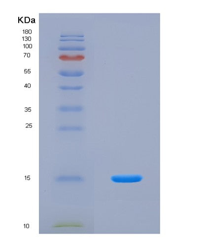 SDS-PAGE analysis of Human MTOR (Serine/Threonine-Protein Kinase Mtor) - Recombinant Protein, CAT# BLT-08831P showing >90% purity under 15% SDS-PAGE (Reduced)