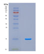SDS-PAGE analysis of Human MTOR (Serine/Threonine-Protein Kinase Mtor) - Recombinant Protein, CAT# BLT-08831P showing >90% purity under 15% SDS-PAGE (Reduced)
