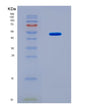 SDS-PAGE analysis of Human CSK (Tyrosine-Protein Kinase Csk) - Recombinant Protein, CAT# BLT-08832P showing >90% purity under 15% SDS-PAGE (Reduced)