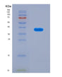 SDS-PAGE analysis of Human AARS2 (Alanine--Trna Ligase, Mitochondrial) - Recombinant Protein, CAT# BLT-08833P showing >90% purity under 15% SDS-PAGE (Reduced)