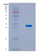 SDS-PAGE analysis of Mouse Ripk3 (Receptor-Interacting Serine/Threonine-Protein Kinase 3) - Recombinant Protein, CAT# BLT-08834P showing >90% purity under 15% SDS-PAGE (Reduced)