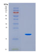 SDS-PAGE analysis of Human NOS3 (Nitric Oxide Synthase 3) - Recombinant Protein, CAT# BLT-08837P showing >90% purity under 15% SDS-PAGE (Reduced)