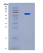 SDS-PAGE analysis of Human DDX6 (Probable Atp-Dependent Rna Helicase Ddx6) - Recombinant Protein, CAT# BLT-08840P showing >90% purity under 15% SDS-PAGE (Reduced)