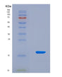 SDS-PAGE analysis of Human ATP4A (Potassium-Transporting Atpase Alpha Chain 1) - Recombinant Protein, CAT# BLT-08844P showing >90% purity under 15% SDS-PAGE (Reduced)