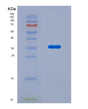 SDS-PAGE analysis of Human Optic Atrophy 1, Autosomal Dominant (OPA1) - Recombinant Protein, CAT# BLT-08848P showing >90% purity under 15% SDS-PAGE (Reduced)
