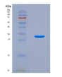SDS-PAGE analysis of Human MATK (Megakaryocyte-Associated Tyrosine-Protein Kinase) - Recombinant Protein, CAT# BLT-08850P showing >90% purity under 15% SDS-PAGE (Reduced)