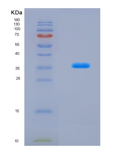 SDS-PAGE analysis of Mouse Rnaseh2a (Ribonuclease H2 Subunit A) - Recombinant Protein, CAT# BLT-08866P showing >90% purity under 15% SDS-PAGE (Reduced)