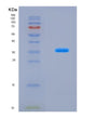 SDS-PAGE analysis of Mouse Rnaseh2a (Ribonuclease H2 Subunit A) - Recombinant Protein, CAT# BLT-08866P showing >90% purity under 15% SDS-PAGE (Reduced)
