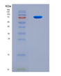 SDS-PAGE analysis of Human IFIT3 (Interferon-Induced Protein With Tetratricopeptide Repeats 3) - Recombinant Protein, CAT# BLT-08867P showing >90% purity under 15% SDS-PAGE (Reduced)