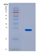 SDS-PAGE analysis of Human P2RY12 (P2Y Purinoceptor 12) - Recombinant Protein, CAT# BLT-08869P showing >90% purity under 15% SDS-PAGE (Reduced)