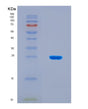 SDS-PAGE analysis of Human PTGIR (Prostacyclin Receptor) - Recombinant Protein, CAT# BLT-08870P showing >90% purity under 15% SDS-PAGE (Reduced)