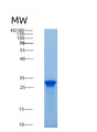 SDS-PAGE analysis of Mouse Saa3 (Serum Amyloid A-3 Protein) - Recombinant Protein, CAT# BLT-08880P showing >85% purity under 15% SDS-PAGE (Reduced)