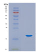 SDS-PAGE analysis of Mouse Col3a1 (Collagen Alpha-1(Iii) Chain) - Recombinant Protein, CAT# BLT-08882P showing >90% purity under 15% SDS-PAGE (Reduced)
