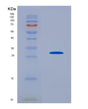 SDS-PAGE analysis of Human COL1A1 (Collagen Alpha-1(I) Chain) - Recombinant Protein, CAT# BLT-08881P showing >90% purity under 15% SDS-PAGE (Reduced)