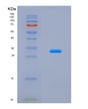 SDS-PAGE analysis of Mouse Lgr5 (Leucine-Rich Repeat-Containing G-Protein Coupled Receptor 5) - Recombinant Protein, CAT# BLT-08883P showing >90% purity under 15% SDS-PAGE (Reduced)