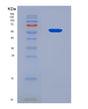 SDS-PAGE analysis of Human IL4I1 (L-Amino-Acid Oxidase) - Recombinant Protein, CAT# BLT-08886P showing >90% purity under 15% SDS-PAGE (Reduced)