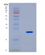 SDS-PAGE analysis of Mouse Tp53bp1 (Tp53-Binding Protein 1) - Recombinant Protein, CAT# BLT-08888P showing >90% purity under 15% SDS-PAGE (Reduced)