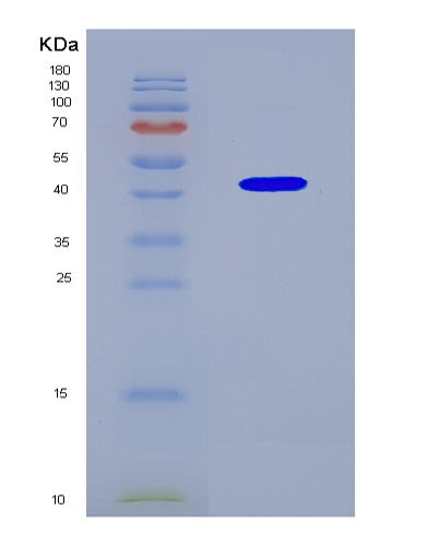 SDS-PAGE analysis of Mouse Nxf1 (Nuclear Rna Export Factor 1) - Recombinant Protein, CAT# BLT-08889P showing >90% purity under 15% SDS-PAGE (Reduced)