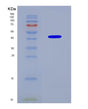 SDS-PAGE analysis of Mouse Nxf1 (Nuclear Rna Export Factor 1) - Recombinant Protein, CAT# BLT-08889P showing >90% purity under 15% SDS-PAGE (Reduced)