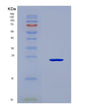 SDS-PAGE analysis of Mouse Wdr11 (Wd Repeat-Containing Protein 11) - Recombinant Protein, CAT# BLT-08891P showing >90% purity under 15% SDS-PAGE (Reduced)