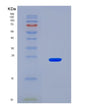SDS-PAGE analysis of Human WDR11 (Wd Repeat-Containing Protein 11) - Recombinant Protein, CAT# BLT-08893P showing >90% purity under 15% SDS-PAGE (Reduced)