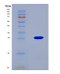 SDS-PAGE analysis of Human GC (Vitamin D-Binding Protein) - Recombinant Protein, CAT# BLT-08895P showing >90% purity under 15% SDS-PAGE (Reduced)