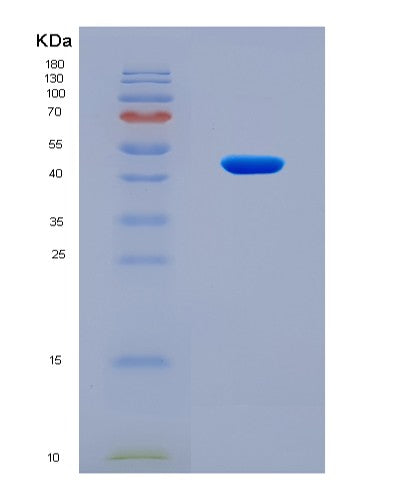 SDS-PAGE analysis of Human GDF2 (Growth/Differentiation Factor 2) - Recombinant Protein, CAT# BLT-08897P showing >90% purity under 15% SDS-PAGE (Reduced)