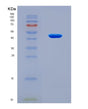 SDS-PAGE analysis of Human GDF2 (Growth/Differentiation Factor 2) - Recombinant Protein, CAT# BLT-08897P showing >90% purity under 15% SDS-PAGE (Reduced)