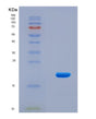 SDS-PAGE analysis of Human PLA2G10 (Group 10 Secretory Phospholipase A2) - Recombinant Protein, CAT# BLT-08898P showing >90% purity under 15% SDS-PAGE (Reduced)