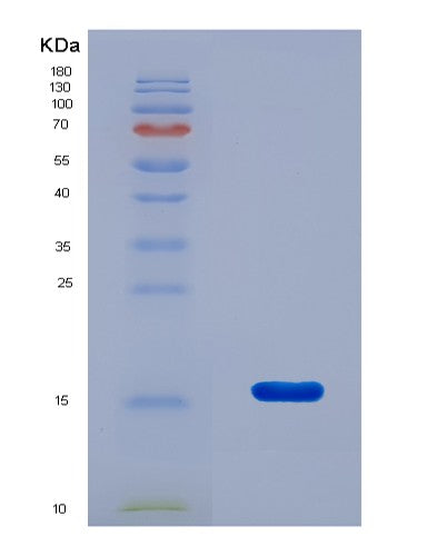 SDS-PAGE analysis of Mouse Bdnf (Neurotrophic Factor Bdnf Precursor Form) - Recombinant Protein, CAT# BLT-08900P showing >90% purity under 15% SDS-PAGE (Reduced)