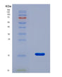 SDS-PAGE analysis of Mouse Bdnf (Neurotrophic Factor Bdnf Precursor Form) - Recombinant Protein, CAT# BLT-08900P showing >90% purity under 15% SDS-PAGE (Reduced)