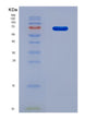 SDS-PAGE analysis of Human F2 (Prothrombin) - Recombinant Protein, CAT# BLT-08902P showing >90% purity under 15% SDS-PAGE (Reduced)