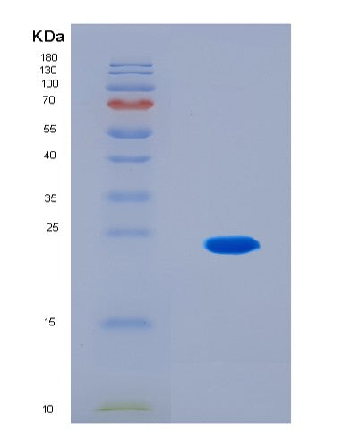 SDS-PAGE analysis of Mouse Sin3a (Paired Amphipathic Helix Protein Sin3A) - Recombinant Protein, CAT# BLT-08906P showing >90% purity under 15% SDS-PAGE (Reduced)
