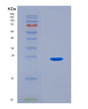 SDS-PAGE analysis of Human SIN3A (Paired Amphipathic Helix Protein Sin3A) - Recombinant Protein, CAT# BLT-08907P showing >90% purity under 15% SDS-PAGE (Reduced)
