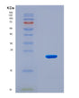 SDS-PAGE analysis of Human EPAS1 (Endothelial Pas Domain-Containing Protein 1) - Recombinant Protein, CAT# BLT-08913P showing >90% purity under 15% SDS-PAGE (Reduced)