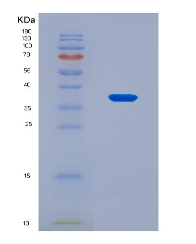 SDS-PAGE analysis of Human GCG (Pro-Glucagon) - Recombinant Protein, CAT# BLT-08915P showing >90% purity under 15% SDS-PAGE (Reduced)